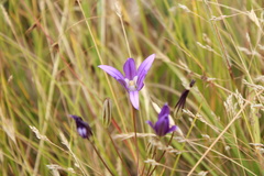 Brodiaea coronaria