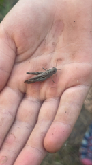 Chorthippus brunneus