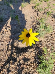 Helianthus petiolaris