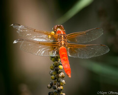 Libellula croceipennis