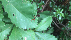 Micrathena sagittata