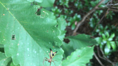Micrathena sagittata