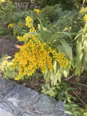 Solidago
