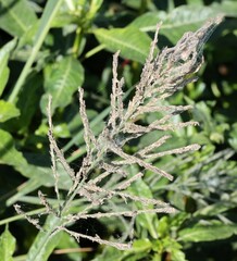 Diplachne fusca