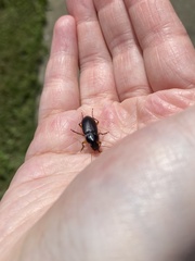 Pseudoophonus