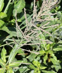 Diplachne fusca