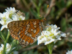 Euphydryas aurinia