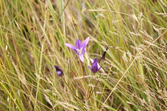 Brodiaea coronaria