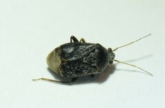 Charagochilus gyllenhalii