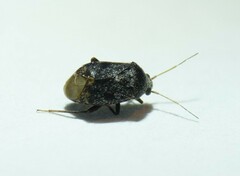 Charagochilus gyllenhalii