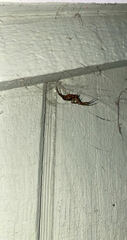 Steatoda nobilis