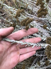 Helichrysum callicomum