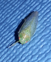 Gyponana octolineata