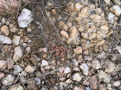 Frithia pulchra