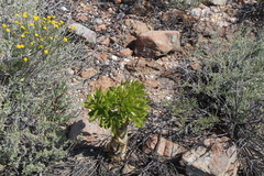 Tylecodon paniculatus