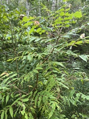 Rhus typhina