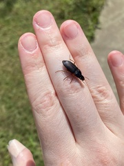 Pseudoophonus