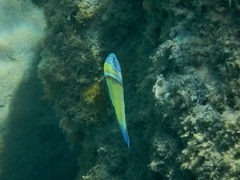 Thalassoma pavo
