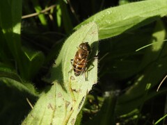 Eristalinus taeniops