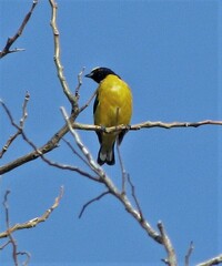 Euphonia chlorotica
