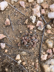 Frithia pulchra
