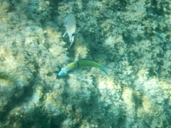 Thalassoma pavo