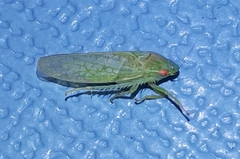Gyponana octolineata