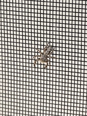 Platycryptus undatus