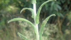 Pseudognaphalium undulatum