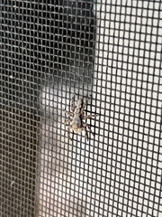 Platycryptus undatus