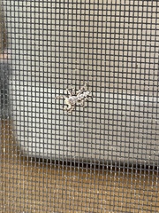 Platycryptus undatus