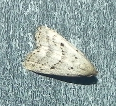 Hypenodes fractilinea