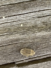 Ophraella communa