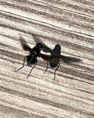 Anthrax aterrimus