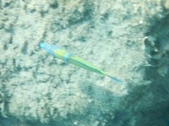 Thalassoma pavo