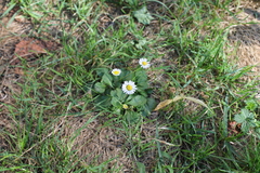 Bellis perennis