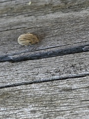 Ophraella communa