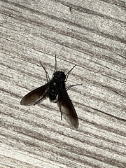 Anthrax aterrimus
