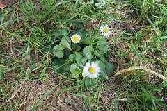 Bellis perennis