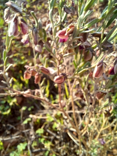 Image of Rough Falsepea (Polygala affinis) by (c) Danie Palm, some rights reserved (CC BY)