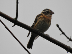 Pheucticus ludovicianus