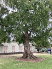 Metasequoia