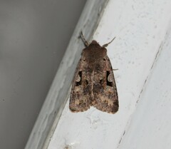 Orthosia gothica
