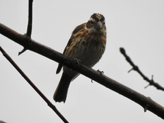 Pheucticus ludovicianus