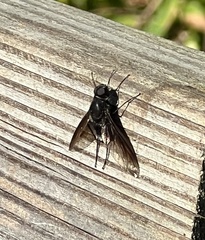 Anthrax aterrimus