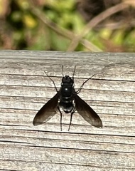 Anthrax aterrimus