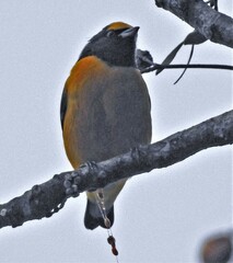 Euphonia chlorotica