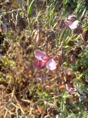 Image of Rough Falsepea (Polygala affinis) by (c) Danie Palm, some rights reserved (CC BY)