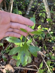 Citharexylum spinosum