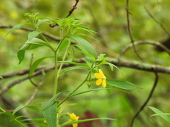 Ludwigia leptocarpa